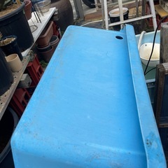 ーー値下げーーらんちゅう、メダカなどにの画像