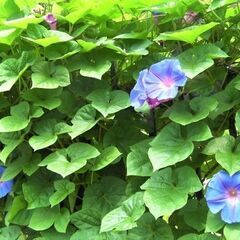 緑のカーテンにピッタリ★ブルーの大輪の花が咲くリュウキュウアサガ...