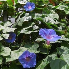 緑のカーテンにピッタリ★ブルーの大輪の花が咲くリュウキュウアサガオ/琉球朝顔の根付き苗1本～直接の受け渡しのみ限定で発送はしませんの画像