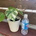 ランキングキーワードに紐づく投稿画像-観葉植物