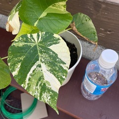 オオバギ
の画像