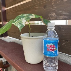 オオバギ
の画像