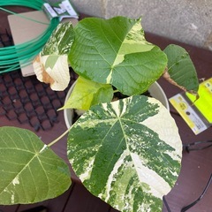 オオバギ
の画像