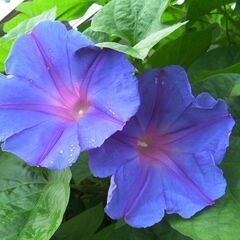 緑のカーテンにピッタリ★ブルーの大輪の花が咲くリュウキュウアサガオ/琉球朝顔の根付き苗1本～直接の受け渡しのみ限定で発送はしませんの画像