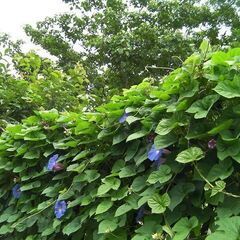 緑のカーテンにピッタリ★ブルーの大輪の花が咲くリュウキュウアサガオ/琉球朝顔の根付き苗1本～直接の受け渡しのみ限定で発送はしませんの画像