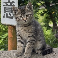 2ヶ月キジトラオス里親募集