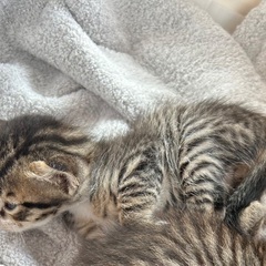 3週くらい子猫