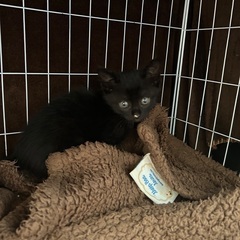 黒猫の男の子です