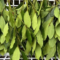 月桂樹の新葉の画像