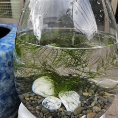 GEX ガラスアクアリウム Tear  砂利、石セットメダカ鉢 金魚鉢
