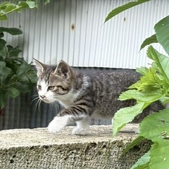 2ヶ月キジトラオス里親募集