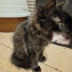 めずらしい黒トラロング　里親さん募集