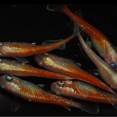 ダイアナ妃 メダカ有精卵30個