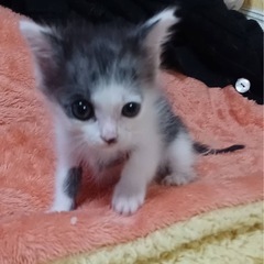 💞こつぶっ子ちゃん🐱女の子です🧡 - 熊本市