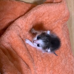 💞こつぶっ子ちゃん🐱女の子です🧡 − 熊本県