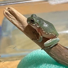 イエアメガエル1匹約3〜4cm