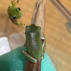 イエアメガエル1匹約3〜4cmの画像