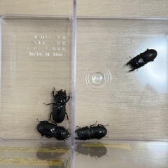 ムシモンオオクワガタ ペア オス・メス別ライン