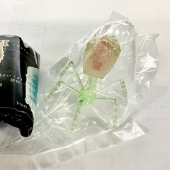T4ファージ　レインボーパール　グリーン