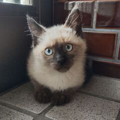 子猫　シャム柄男の子　2