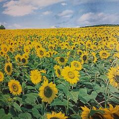 【お話中】ひまわり景色 タペストリーの画像