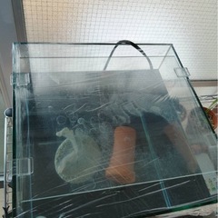 水槽用具とウーパールーパーの画像