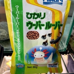 水槽用具とウーパールーパーの画像