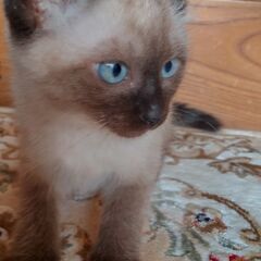 子猫　シャム柄男の子　1
