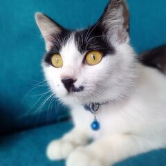 とても可愛らしい優しい性格の猫ちゃんです