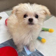 チワワ✖️マルチーズMIX犬🐶