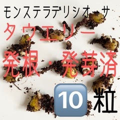 モンステラデリシオーサ タウエリーの種から発根・発芽した種　10粒