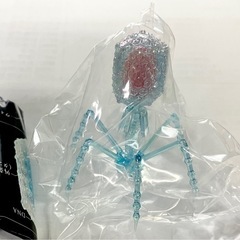 T4ファージ　レインボーパール　ブルー