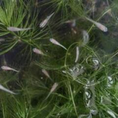 ヒメダカ幼魚サイズ③  5匹100円  売切れ御免の画像