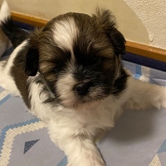 シーズーとポメラニアンのミックス