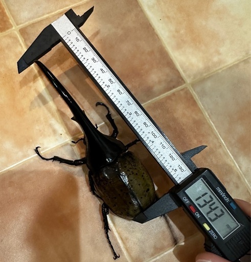ヘラクレスオオカブト　成虫　ペア　後食済み