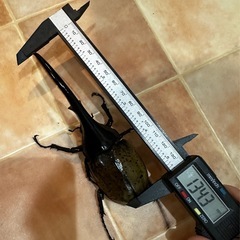ヘラクレスオオカブト　成虫　ペア　後食済み