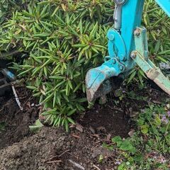 シャクナゲの画像