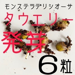 モンステラデリシオーサ タウエリーの種から発根・発芽した種　6粒