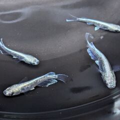 ミユキメダカ 3ペア(♂3 ♀3) めだか ダイヤモンドミユキ ...