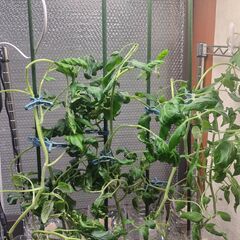 水耕栽培中のミニトマトをお譲りします。の画像