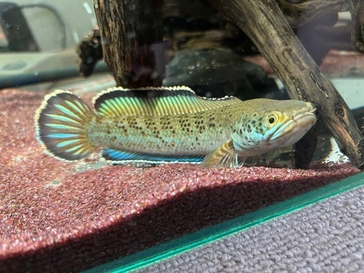 メガラヤレオパード