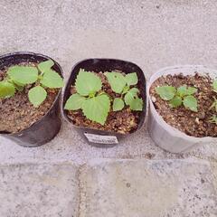 シソ　野菜　ハーブ　ガーデニング　家庭菜園　③