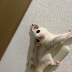 途中キャンセルしない方のみ応募ください。フクロモモンガ モ…