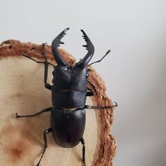 新成虫　横浜市野外採集ノコギリクワガタ♂️（大歯型）ブラック