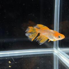 極上　竜章鳳姿メダカ　有精卵20＋α　星田めだか様血統の画像