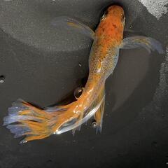極上　竜章鳳姿メダカ　有精卵20＋α　星田めだか様血統の画像