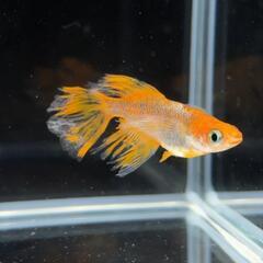 極上　竜章鳳姿メダカ　有精卵20＋α　星田めだか様血統