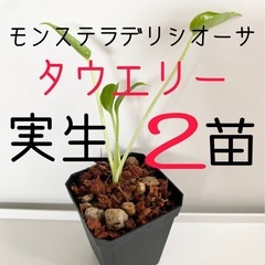 モンステラデリシオーサ タウエリーの種から生育した実生です！2苗...