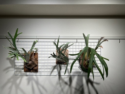 ビカクシダ3点セット