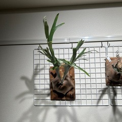 ビカクシダ3点セットの画像